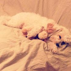 Blanding af racer Carla