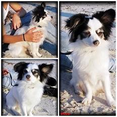 Blanding af racer Coco