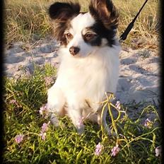 Blanding af racer Coco