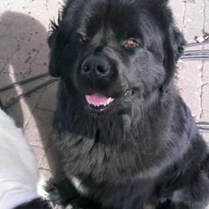 Newfoundlænder Moonshine Lovers Blue Thursday