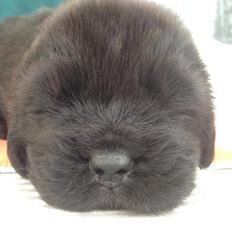 Newfoundlænder StarQuality's AnnaMarie's Karla