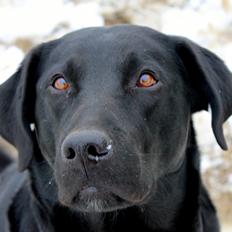 Labrador retriever Zorro