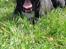 Staffordshire bull terrier Zoey