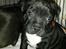 Staffordshire bull terrier Zoey