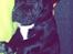 Staffordshire bull terrier Zoey