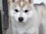 Siberian husky Mesmocan Sunka Yuki