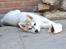 Siberian husky Mesmocan Sunka Yuki