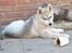 Siberian husky Mesmocan Sunka Yuki