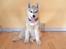 Siberian husky Mesmocan Sunka Yuki - Yuki 10 uger
