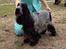 Cocker spaniel Diana - himmelhund - Diana Gold cup sept 2014 exc/CK 3.vinder i åben klasse