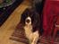 Engelsk springer spaniel Jonson