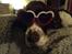Engelsk springer spaniel Jonson