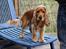 Cocker spaniel Viktor