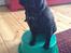 Mops Berta