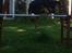Blanding af racer Lucky - Weeee!!! Jeg elsker at springe!