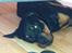 Rottweiler Coco . R.I.P