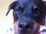 Rottweiler Coco . R.I.P