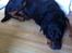 Rottweiler Coco . R.I.P