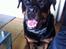 Rottweiler Coco . R.I.P