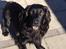 Field Trial Cockerspaniel Meulengrath Bobby Junior [FT COKER SPANIEL]
