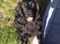 Field Trial Cockerspaniel Meulengrath Bobby Junior [FT COKER SPANIEL]