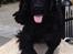 Field Trial Cockerspaniel Meulengrath Bobby Junior [FT COKER SPANIEL]
