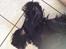 Field Trial Cockerspaniel Meulengrath Bobby Junior [FT COKER SPANIEL]