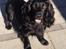 Field Trial Cockerspaniel Meulengrath Bobby Junior [FT COKER SPANIEL]