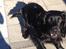 Field Trial Cockerspaniel Meulengrath Bobby Junior [FT COKER SPANIEL]