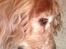 Cocker spaniel Lady <33