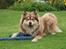 Finsk lapphund Lejoncrona Ecco