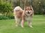 Finsk lapphund Lejoncrona Ecco - Ecco 18,5 mdr.