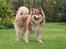 Finsk lapphund Lejoncrona Ecco
