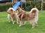 Finsk lapphund Lejoncrona Ecco