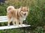 Finsk lapphund Lejoncrona Ecco
