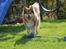 Finsk lapphund Lejoncrona Ecco