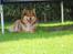 Finsk lapphund Lejoncrona Ecco