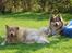 Finsk lapphund Lejoncrona Ecco