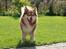 Finsk lapphund Lejoncrona Ecco