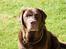 Labrador retriever Louie - Velkommen til Louie's profil