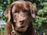 Labrador retriever Louie - Louie til fotoshoot i haven :-)