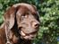 Labrador retriever Louie - Louie til fotoshoot i haven :-)