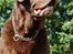 Labrador retriever Louie - Louie til fotoshoot i haven :-)