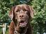 Labrador retriever Louie - Tak for kigget ved min skønne Louie :-)