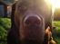 Labrador retriever Louie - Louie og jeg i haven