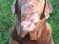Labrador retriever Louie - Louie til min konfirmation