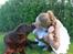 Labrador retriever Louie - Louie til min konfirmation