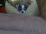Chihuahua Sputnik
