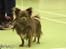 Chihuahua Valentino Del Modisto - Koda - September 2014 - CAC vinder