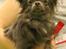 Chihuahua Valentino Del Modisto - Koda - September 2014 - CAC vinder